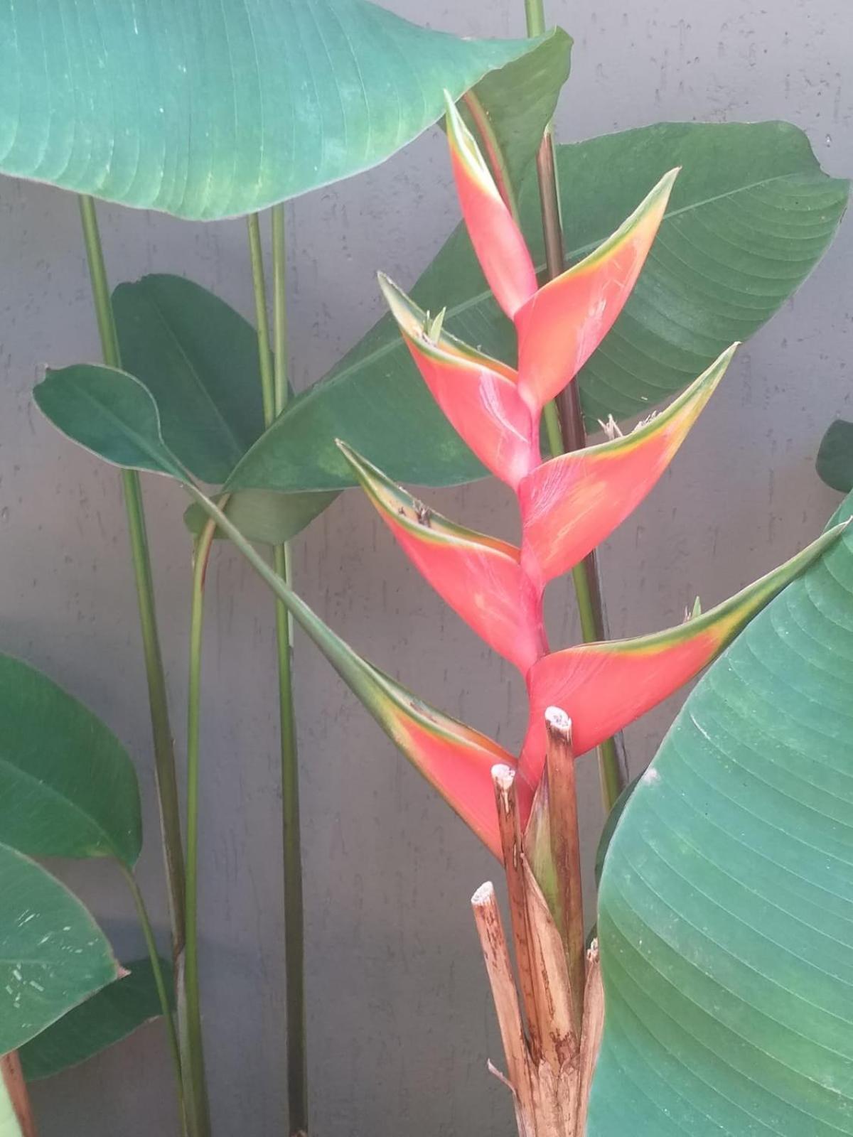 Chale Tulipa - Centro Praia Da Pipa Praia de Pipa Екстериор снимка